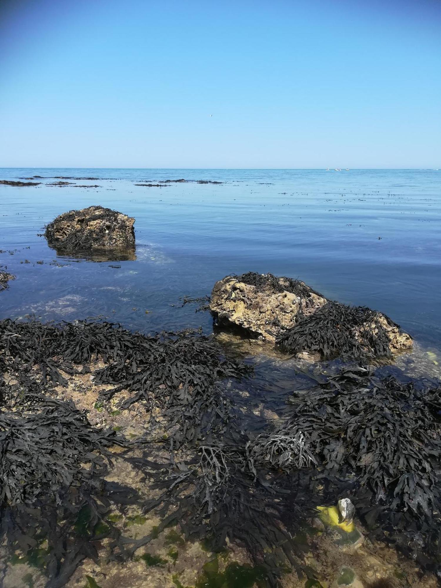 Le Costa Rica En Bord De Mer Villa Fécamp Dış mekan fotoğraf